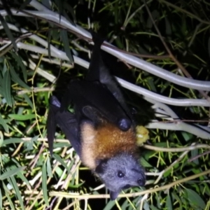 Pteropus poliocephalus at Kambah, ACT - 18 Jan 2018 10:27 PM