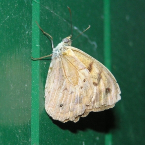 Heteronympha merope at Kambah, ACT - 19 Jan 2018