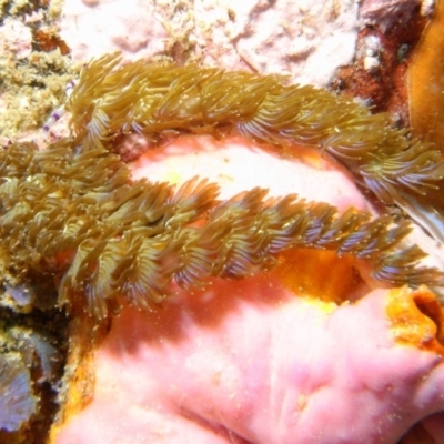 Pteraeolidia ianthina (Blue Dragon) at Merimbula, NSW - 2 Dec 2013 by rickcarey