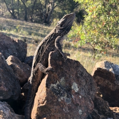 Pogona barbata (Eastern Bearded Dragon) at Majura, ACT - 19 Jan 2018 by AaronClausen
