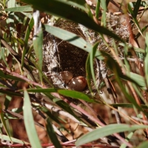 Caligavis chrysops at Rendezvous Creek, ACT - 15 Jan 2013 11:13 AM