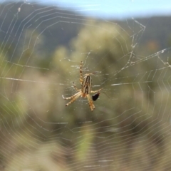 Plebs bradleyi (Enamelled spider) at Rendezvous Creek, ACT - 15 Jan 2013 by KMcCue