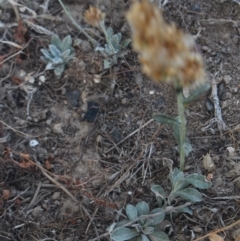 Gamochaeta sp. (Cudweed) at Gundaroo, NSW - 13 Jan 2018 by MaartjeSevenster