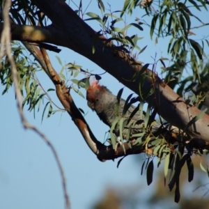 Callocephalon fimbriatum at Cook, ACT - 20 Jan 2018