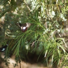 Papilio aegeus (Orchard Swallowtail, Large Citrus Butterfly) at Cook, ACT - 20 Jan 2018 by Tammy