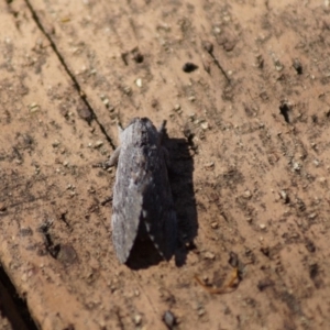 Destolmia lineata at Cook, ACT - 20 Jan 2018 09:39 AM