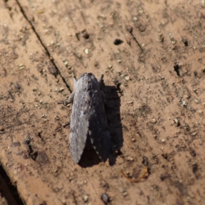 Destolmia lineata (Streaked Notodontid Moth) at Cook, ACT - 20 Jan 2018 by Tammy