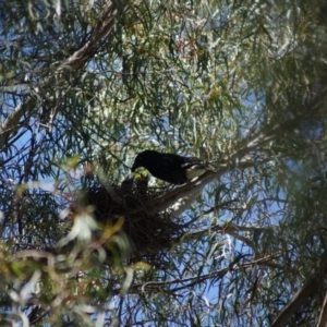 Strepera graculina at Parkes, ACT - 1 Nov 2017