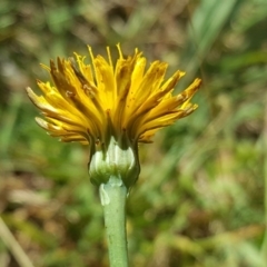 Leontodon saxatilis (Lesser Hawkbit, Hairy Hawkbit) at O'Malley, ACT - 19 Jan 2018 by Mike