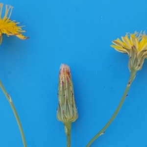 Leontodon saxatilis at O'Malley, ACT - 20 Jan 2018