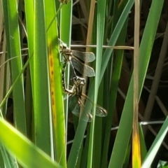 Synthemis eustalacta (Swamp Tigertail) at O'Malley, ACT - 19 Jan 2018 by Mike