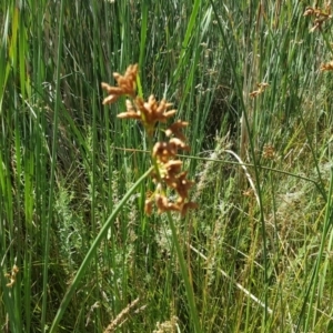 Schoenoplectus validus at O'Malley, ACT - 20 Jan 2018