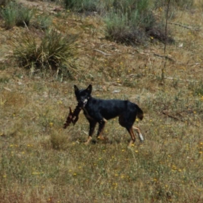 Canis lupus (Dingo / Wild Dog) at Rendezvous Creek, ACT - 15 Jan 2013 by KMcCue