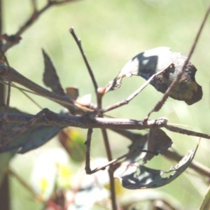 Phasmatodea (order) at Rendezvous Creek, ACT - 12 Oct 2013