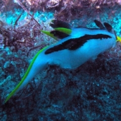 Polycera capensis (Crowned nudibranch) at Undefined - 3 Mar 2014 by rickcarey