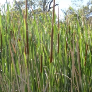 Typha domingensis at O'Malley, ACT - 20 Jan 2018 09:43 AM