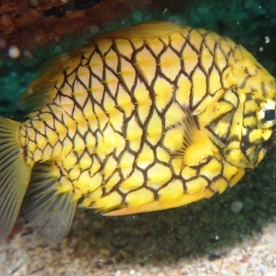 Unidentified Marine Fish Uncategorised at Merimbula, NSW - 3 Mar 2015 by rickcarey