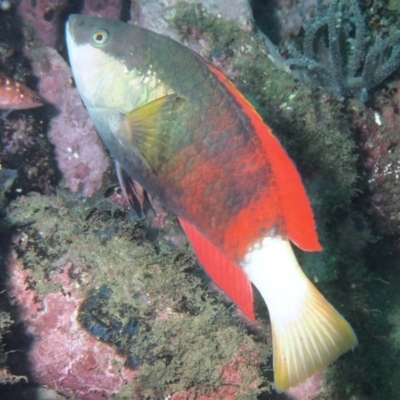 Notolabrus gymnogenis (Crimsonband Wrasse) at Merimbula, NSW - 3 Mar 2015 by rickcarey