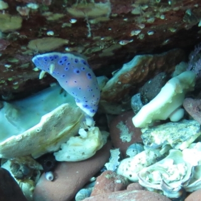 Chromodoris thompsoni at Merimbula, NSW - 4 Aug 2013 by rickcarey