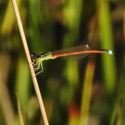 Ischnura aurora (Aurora Bluetail) at Ngunnawal, ACT - 20 Jan 2018 by JohnBundock