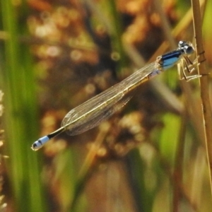 Ischnura heterosticta at Ngunnawal, ACT - 20 Jan 2018