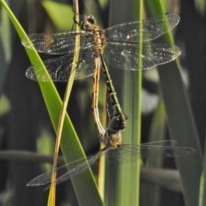 Hemicordulia australiae at Ngunnawal, ACT - 20 Jan 2018