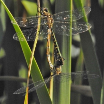 Hemicordulia australiae (Australian Emerald) at Ngunnawal, ACT - 19 Jan 2018 by JohnBundock