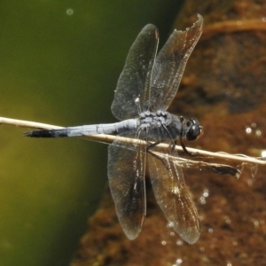 Orthetrum caledonicum at Dunlop, ACT - 20 Jan 2018 09:56 AM