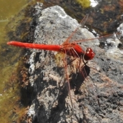 Diplacodes haematodes (Scarlet Percher) at West Belconnen Pond - 19 Jan 2018 by JohnBundock