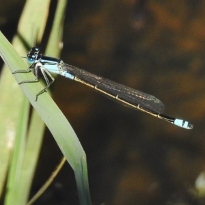 Ischnura heterosticta at Dunlop, ACT - 20 Jan 2018