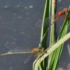 Xanthagrion erythroneurum (Red & Blue Damsel) at Dunlop, ACT - 20 Jan 2018 by JohnBundock