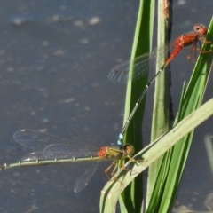 Xanthagrion erythroneurum (Red & Blue Damsel) at West Belconnen Pond - 19 Jan 2018 by JohnBundock