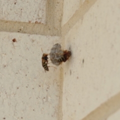 Polistes (Polistes) chinensis (Asian paper wasp) at Forde, ACT - 20 Jan 2018 by jmhatley