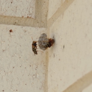 Polistes (Polistes) chinensis at Forde, ACT - 20 Jan 2018