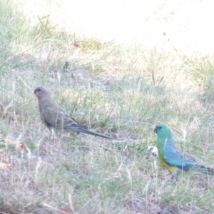 Psephotus haematonotus at Deakin, ACT - 20 Jan 2018