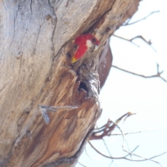 Platycercus eximius (Eastern Rosella) at Hughes, ACT - 19 Jan 2018 by JackyF