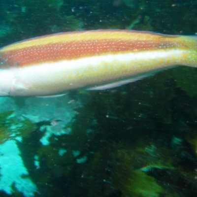 Ophthalmolepis lineolata (Southern Maori Wrasse) at Merimbula, NSW - 4 Nov 2014 by rickcarey