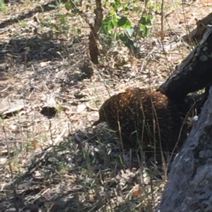 Tachyglossus aculeatus at Deakin, ACT - 7 Jan 2018