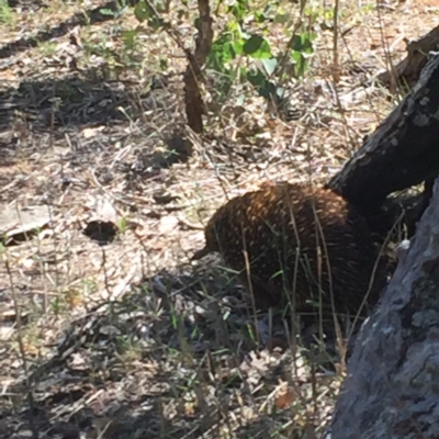 Tachyglossus aculeatus (Short-beaked Echidna) at Deakin, ACT - 6 Jan 2018 by JackyF