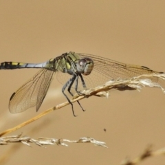 Orthetrum caledonicum (Blue Skimmer) at West Belconnen Pond - 19 Jan 2018 by JohnBundock