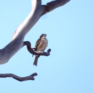 Cracticus torquatus at Deakin, ACT - 16 Jan 2018 12:00 AM