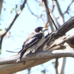 Cracticus torquatus at Deakin, ACT - 16 Jan 2018