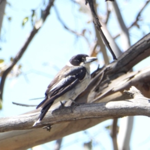 Cracticus torquatus at Deakin, ACT - 16 Jan 2018 12:00 AM