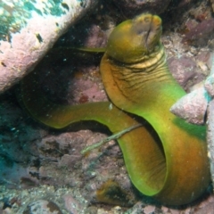 Gymnothorax prasinus (Yellow Moray, Green Moray) at Merimbula, NSW - 4 Nov 2014 by rickcarey