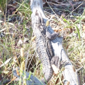 Pogona barbata at Hughes, ACT - suppressed