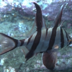 Enoplosus armatus (Old Wife) at Merimbula, NSW - 4 Oct 2017 by rickcarey