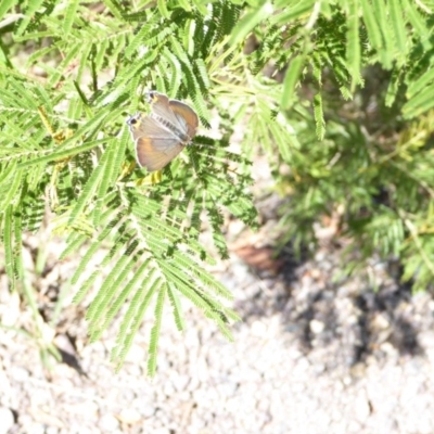 Jalmenus ictinus (Stencilled Hairstreak) at Deakin, ACT - 14 Jan 2018 by JackyF