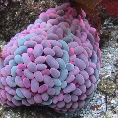 Unidentified Anemone, Coral, Sea Pen at Merimbula, NSW - 4 Jan 2017 by rickcarey