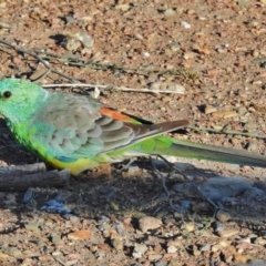 Psephotus haematonotus (Red-rumped Parrot) at Ngunnawal, ACT - 20 Jan 2018 by JohnBundock