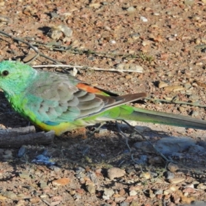 Psephotus haematonotus at Ngunnawal, ACT - 20 Jan 2018